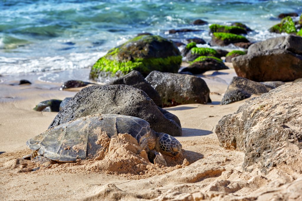 Places to Visit in Oahu Turtle beach