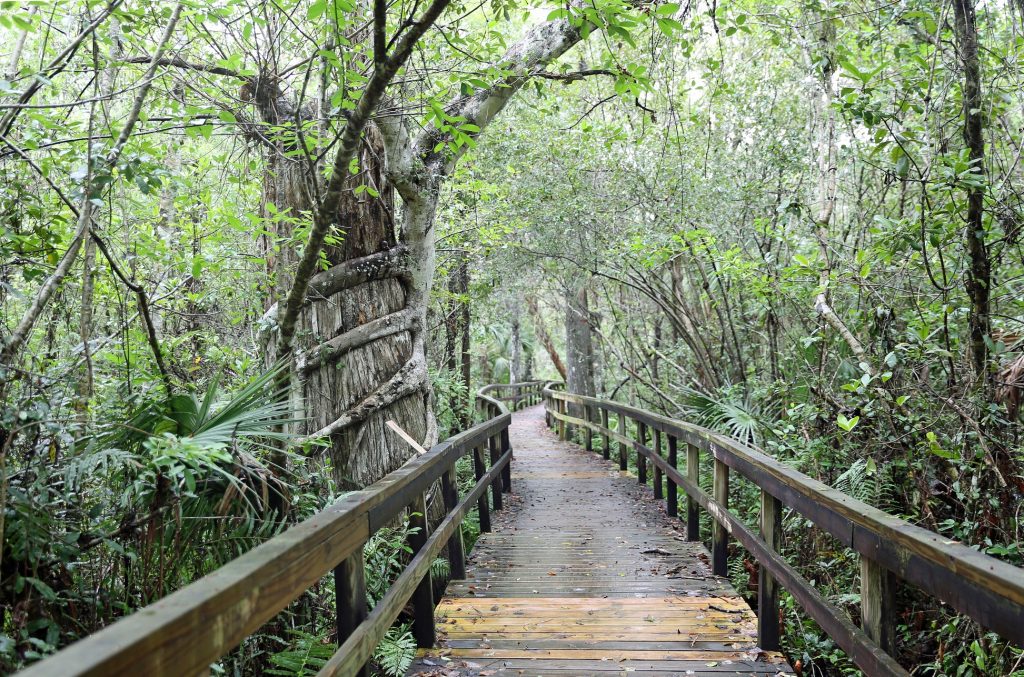 Boardwalk trail at Everglades