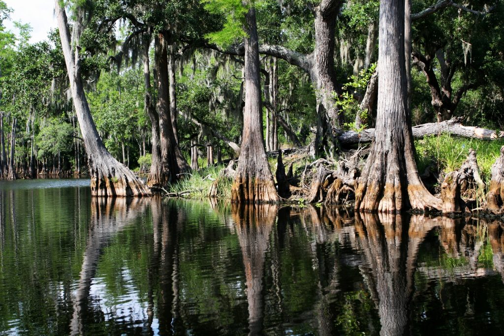 Swamp forest in Everglades