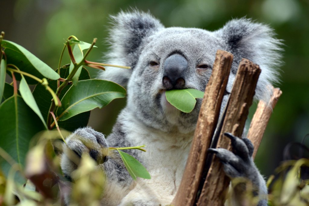 Places to Visit in Brisbane -  Lone Pine Koala Sanctuary 