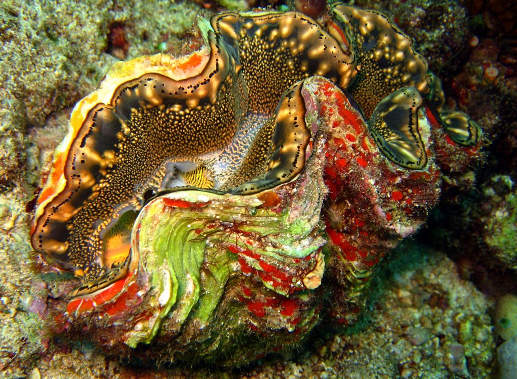 Philippines bucket list Giant Clam Sanctuary