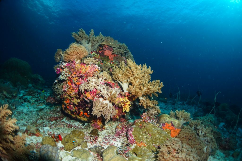 Coral reef at tubbataha