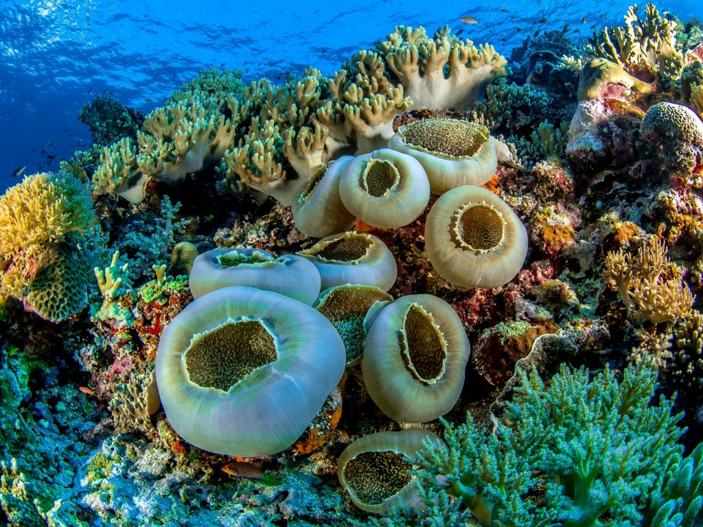 Philippines bucket list Twin reef