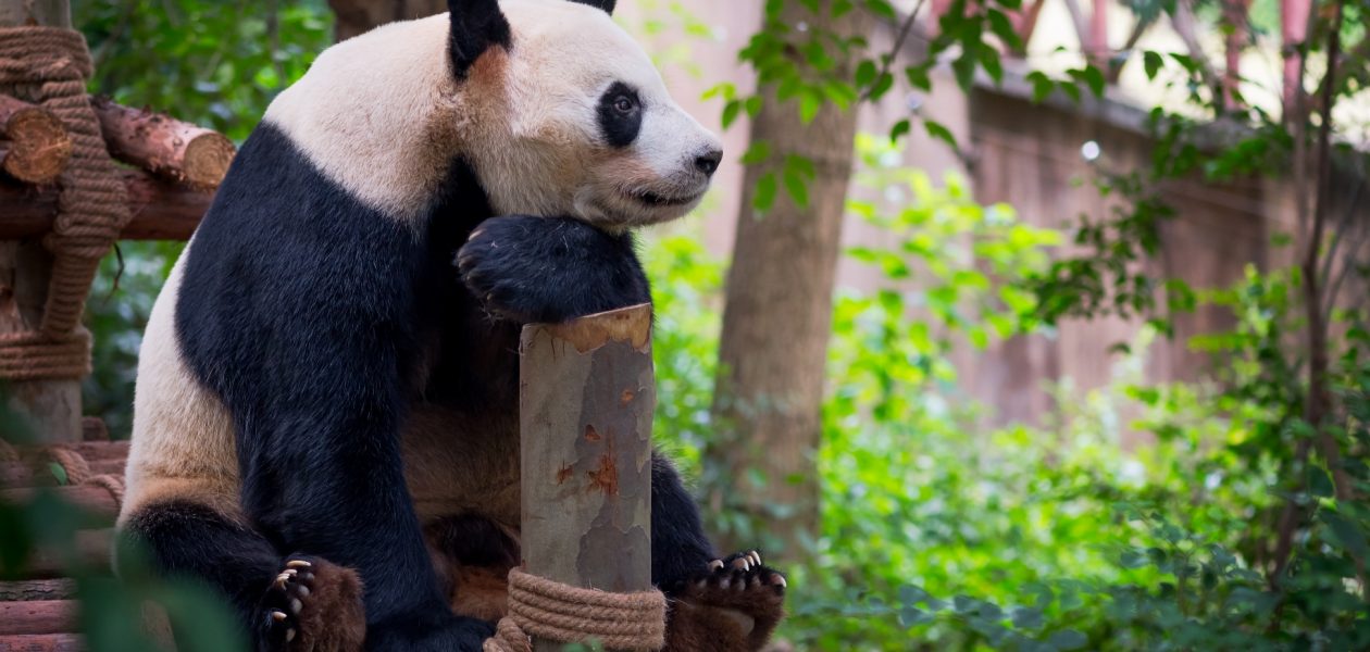 virtual tours at the zoo panda