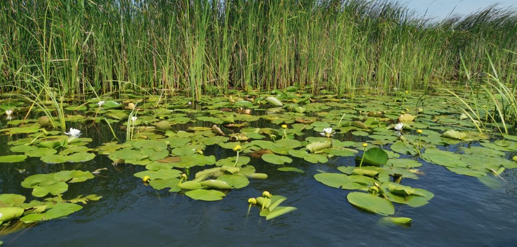 Visiting Danube Delta Romania - Water lilies