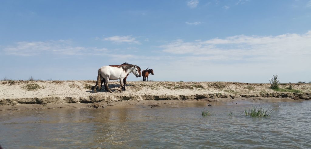Wild horses on the Danube Delta in Romania
