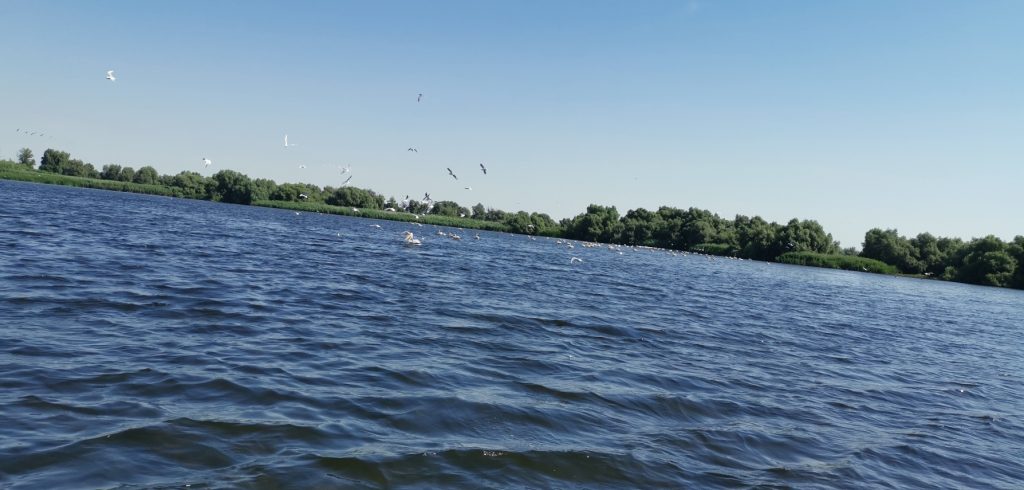 pelicans in the Danube Delta Romania