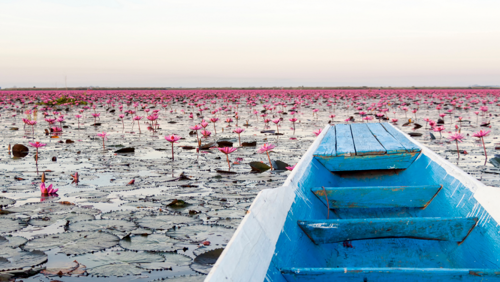 Nong Han Kumphawapi Lake - Red Lotus Sea unique places in Thailand you should see