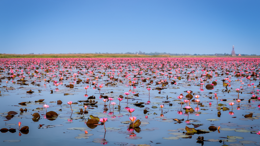 Nong Han Kumphawapi Lake - Red Lotus Sea unique places in Thailand you should see