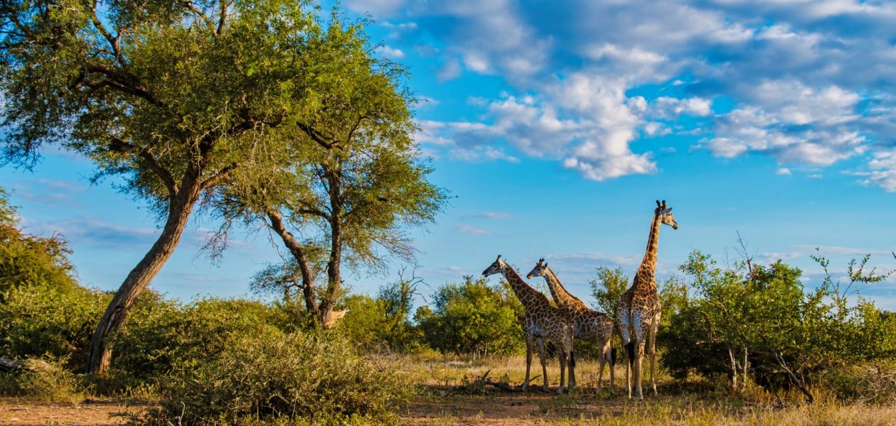 Giraffe-in-the-bush-of-Kruger-national-park-South-Africa