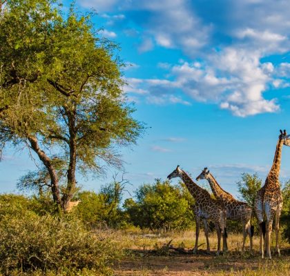 Giraffe-in-the-bush-of-Kruger-national-park-South-Africa